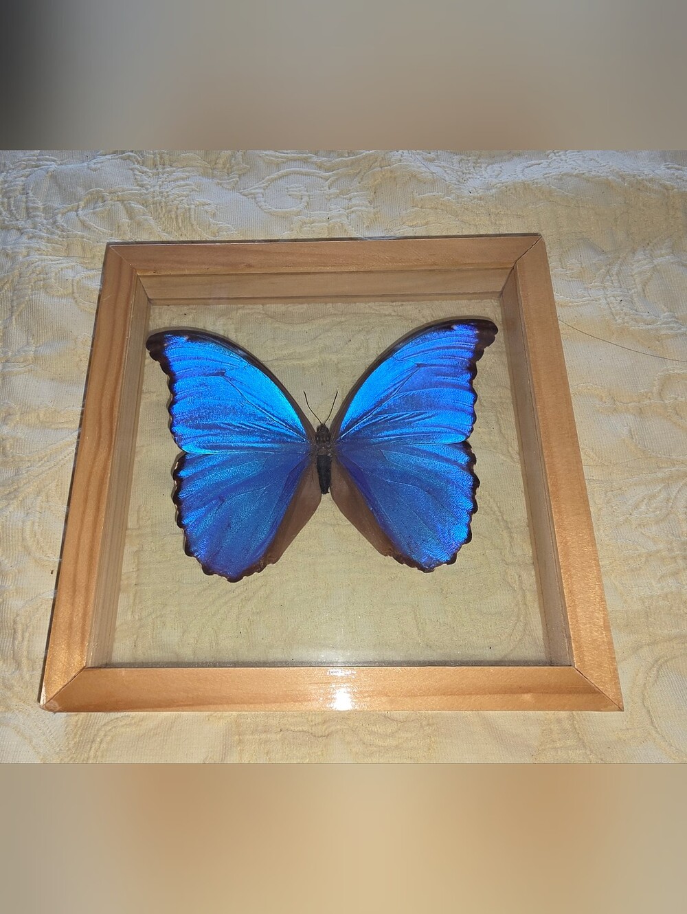 Blue Morpho Butterfly Specimen